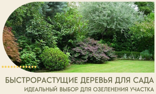 Быстрорастущие деревья для сада идеальный выбор в Михайловке