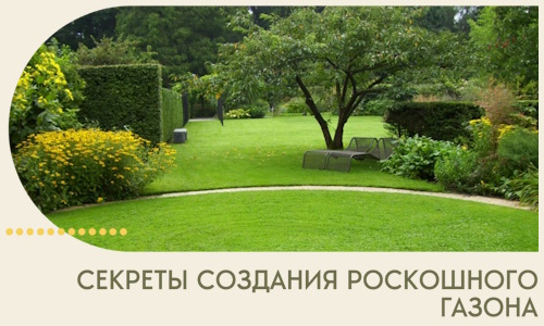 Секреты создания роскошного газона в Михайловке